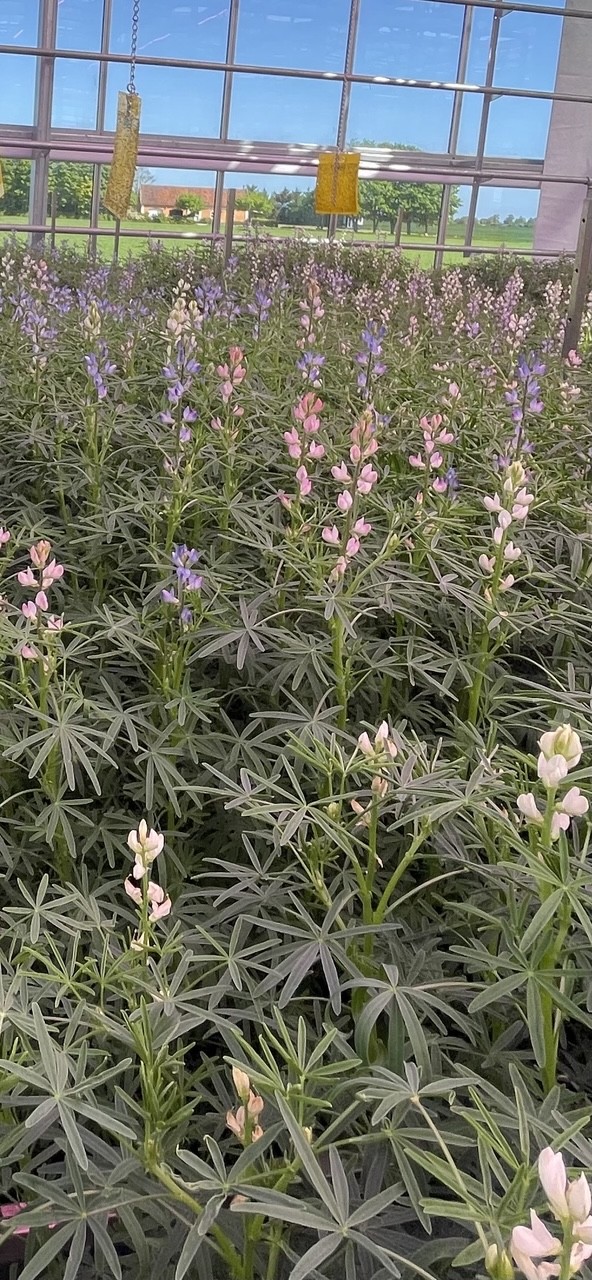 Lupiner står pænt på række og blomstrer i hvid, blå og lyserød. De er meget uens fordi genetikken spalter ud.